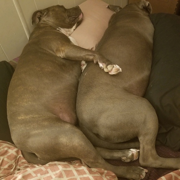 Meet your Posher, Sina - Picture 1 of 1